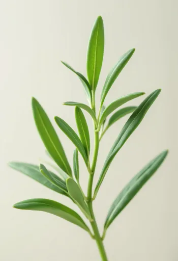 Estragão seco e em pó sobre superfície de cozinha